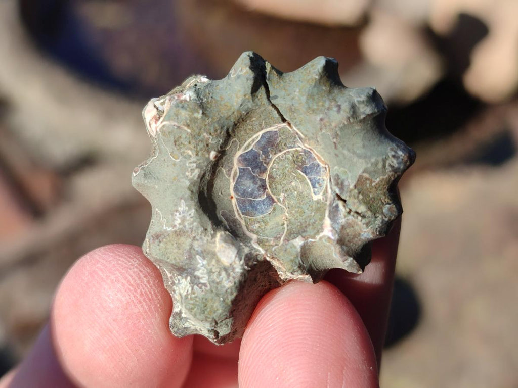 Natural Douvilleiceras Ammolite Ammonite Fossils x 68 From Maintirano, Madagascar - Toprock Gemstones and Minerals 