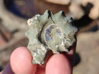 Natural Douvilleiceras Ammolite Ammonite Fossils x 68 From Maintirano, Madagascar - Toprock Gemstones and Minerals 