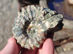 Natural Douvilleiceras Ammolite Ammonite Fossils x 68 From Maintirano, Madagascar - Toprock Gemstones and Minerals 