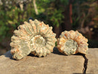 Natural Douvilleiceras Ammolite Ammonite Fossils x 68 From Maintirano, Madagascar - Toprock Gemstones and Minerals 