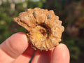 Natural Douvilleiceras Ammolite Ammonite Fossils x 68 From Maintirano, Madagascar - Toprock Gemstones and Minerals 