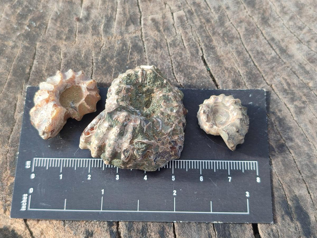Natural Douvilleiceras Ammolite Ammonite Fossils x 68 From Maintirano, Madagascar - Toprock Gemstones and Minerals 