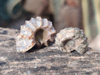 Natural Douvilleiceras Ammolite Ammonite Fossils x 68 From Maintirano, Madagascar - Toprock Gemstones and Minerals 