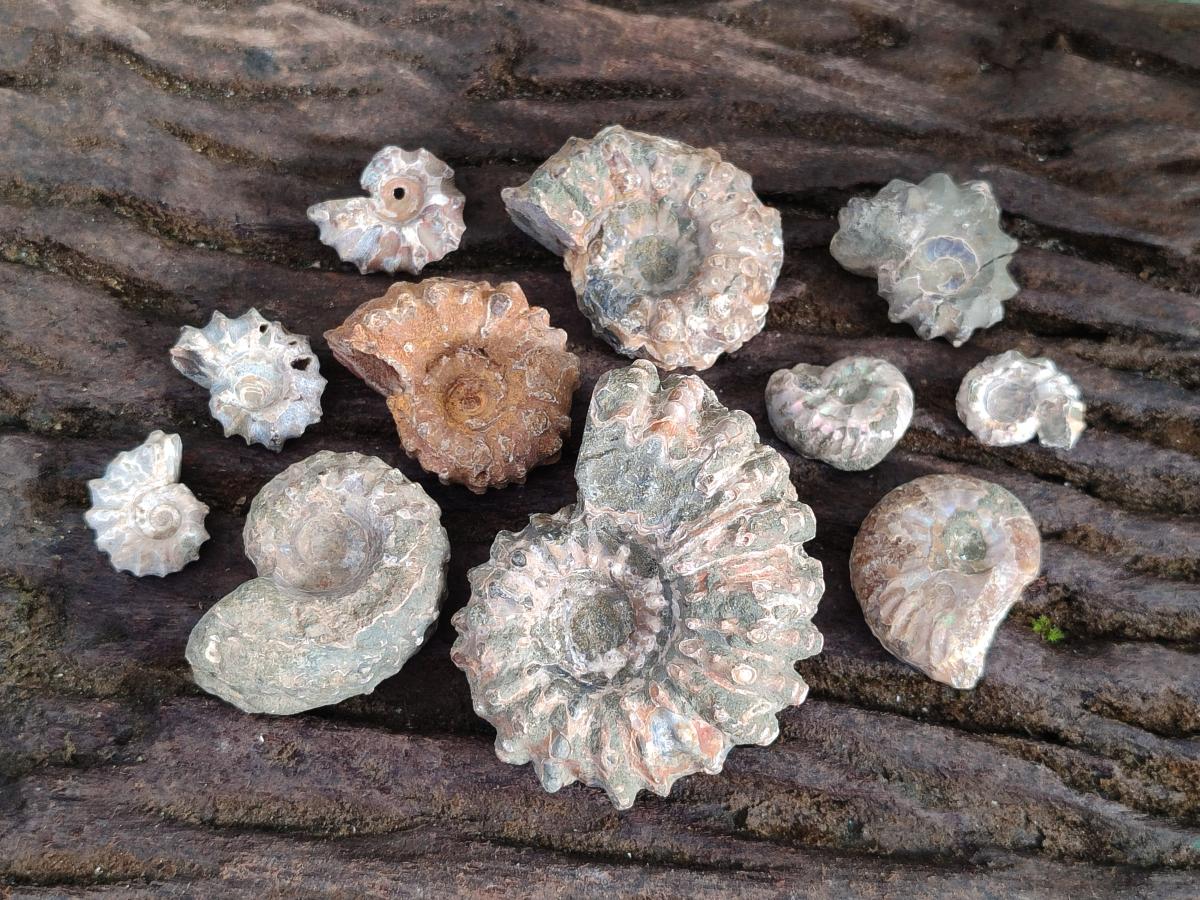 Natural Douvilleiceras Ammolite Ammonite Fossils x 68 From Maintirano, Madagascar - Toprock Gemstones and Minerals 