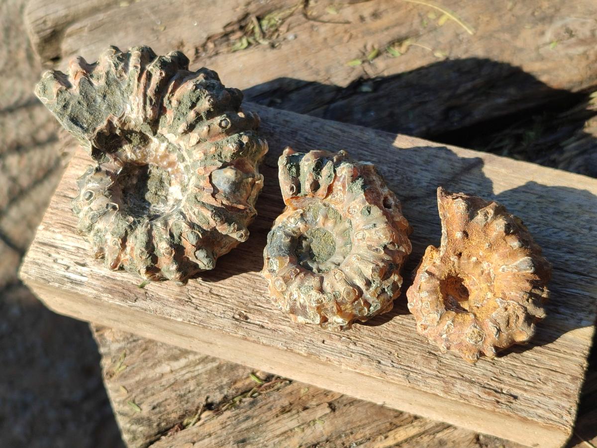 Natural Douvilleiceras Ammolite Ammonite Fossils x 68 From Maintirano, Madagascar - Toprock Gemstones and Minerals 