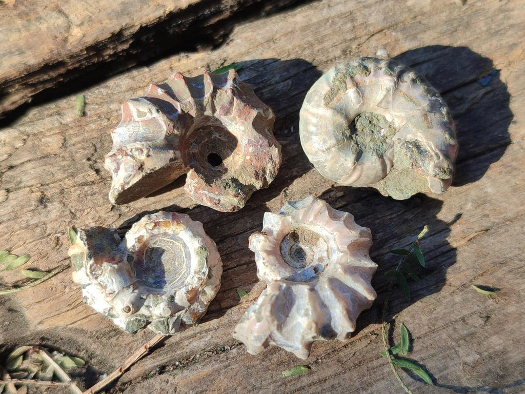 Natural Douvilleiceras Ammolite Ammonite Fossils x 68 From Maintirano, Madagascar - Toprock Gemstones and Minerals 