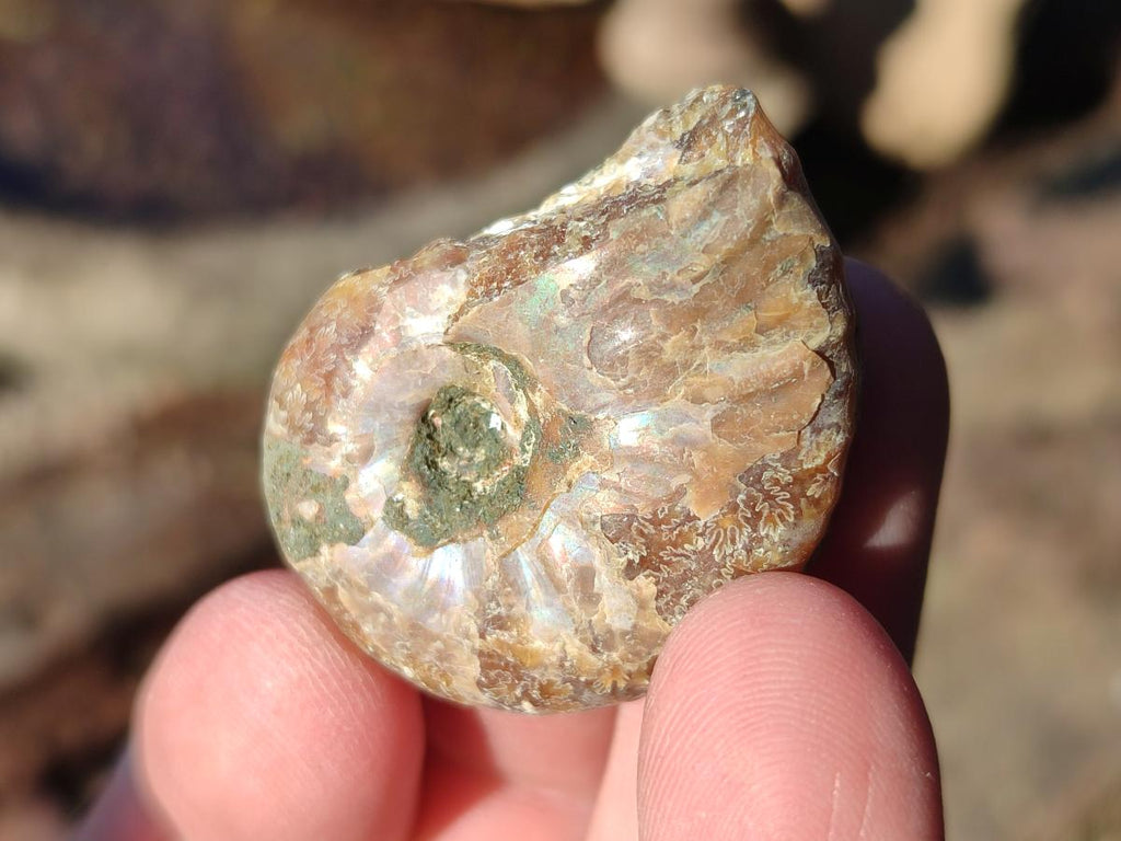 Natural Douvilleiceras Ammolite Ammonite Fossils x 68 From Maintirano, Madagascar - Toprock Gemstones and Minerals 
