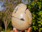 Polished Septerye Sauvage "Dragons Egg" Geodes x 2 From Mahajanga, Madagascar - Toprock Gemstones and Minerals 