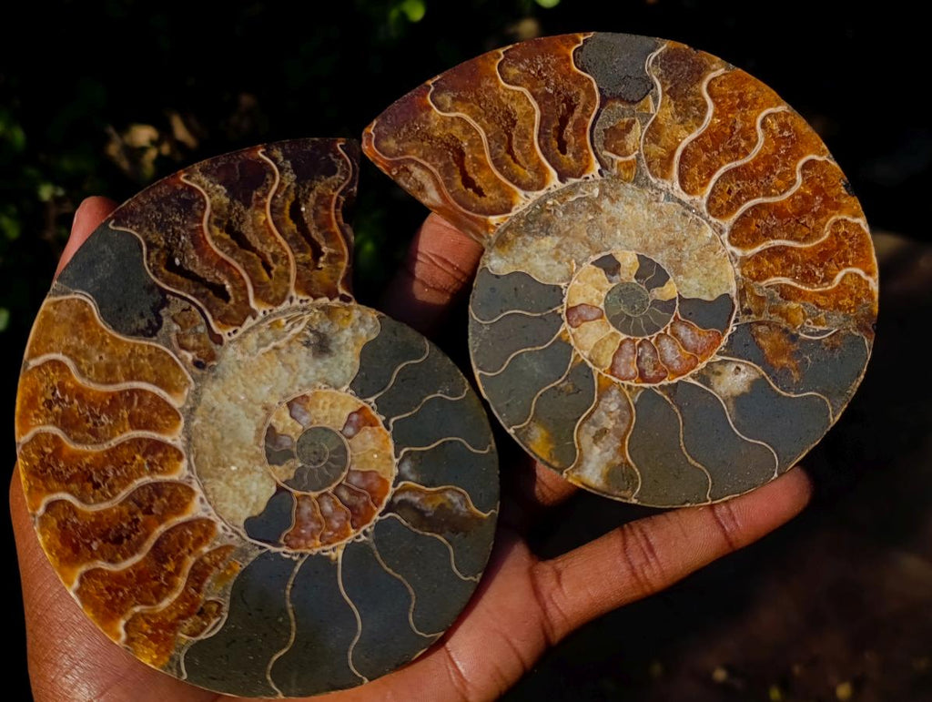 Polished Cleoniceras Ammonite Fossil Pairs with Pyrite x 3 pairs From Tulear, Madagascar - Toprock Gemstones and Minerals 