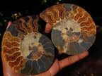 Polished Cleoniceras Ammonite Fossil Pairs with Pyrite x 3 pairs From Tulear, Madagascar - Toprock Gemstones and Minerals 