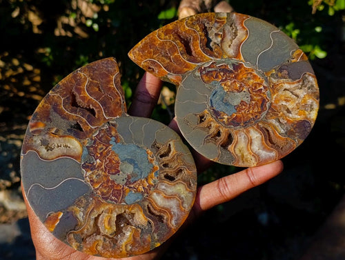 Polished Cleoniceras Ammonite Fossil Pairs with Pyrite x 3 pairs From Tulear, Madagascar - Toprock Gemstones and Minerals 