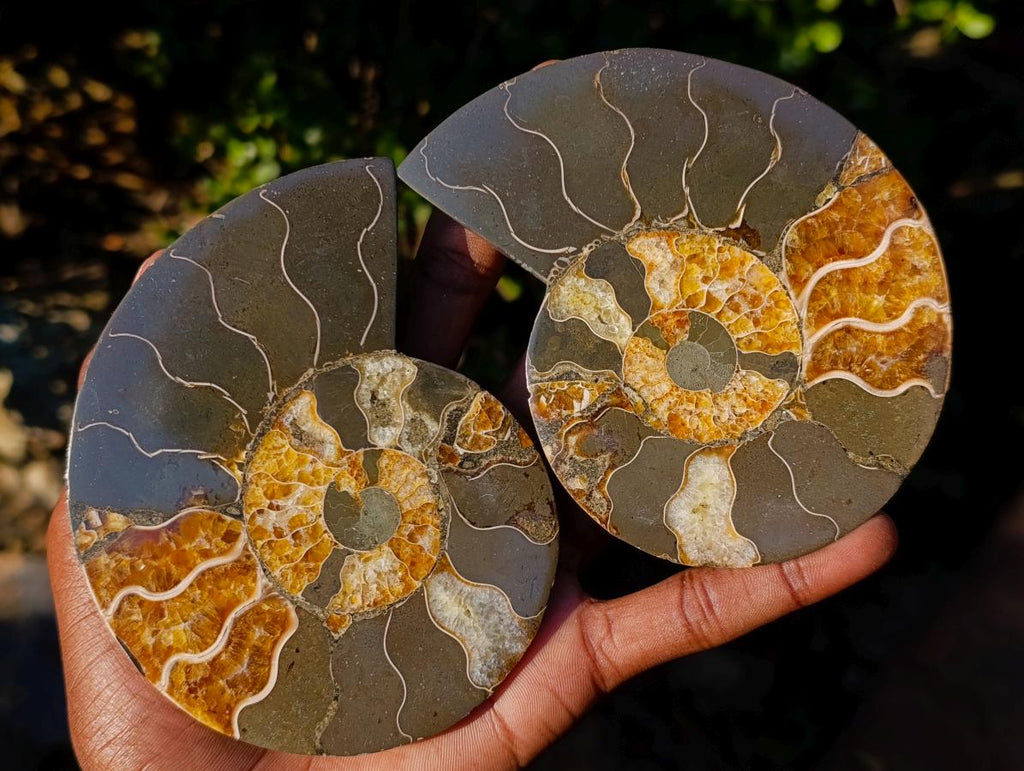 Polished Cleoniceras Ammonite Fossil Pairs with Pyrite x 3 pairs From Tulear, Madagascar - Toprock Gemstones and Minerals 