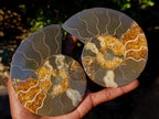 Polished Cleoniceras Ammonite Fossil Pairs with Pyrite x 3 pairs From Tulear, Madagascar - Toprock Gemstones and Minerals 