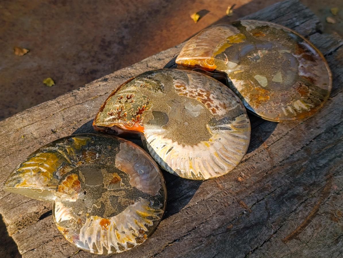 Polished Cleoniceras Ammonite Fossil Pairs with Pyrite x 3 pairs From Tulear, Madagascar - Toprock Gemstones and Minerals 