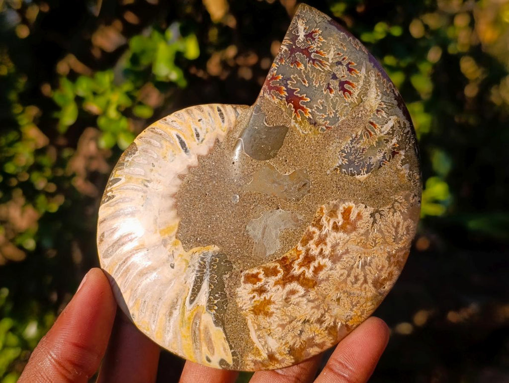 Polished Cleoniceras Ammonite Fossil Pairs with Pyrite x 3 pairs From Tulear, Madagascar - Toprock Gemstones and Minerals 