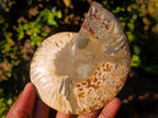 Polished Cleoniceras Ammonite Fossil Pairs with Pyrite x 3 pairs From Tulear, Madagascar - Toprock Gemstones and Minerals 