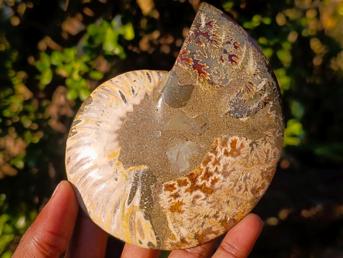 Polished Cleoniceras Ammonite Fossil Pairs with Pyrite x 3 pairs From Tulear, Madagascar - Toprock Gemstones and Minerals 