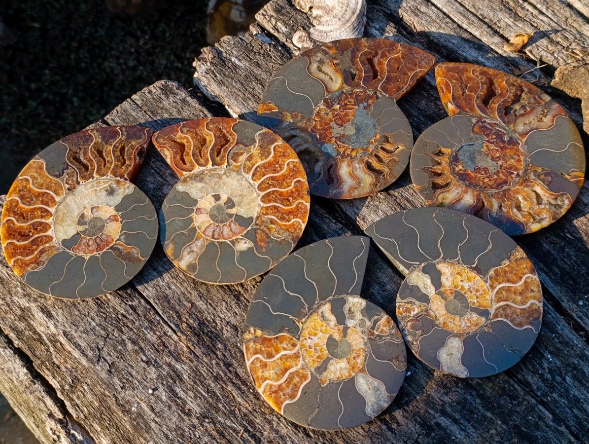 Polished Cleoniceras Ammonite Fossil Pairs with Pyrite x 3 pairs From Tulear, Madagascar