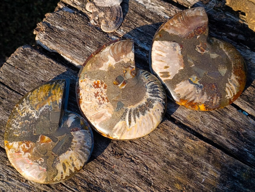 Polished Cleoniceras Ammonite Fossil Pairs with Pyrite x 3 pairs From Tulear, Madagascar