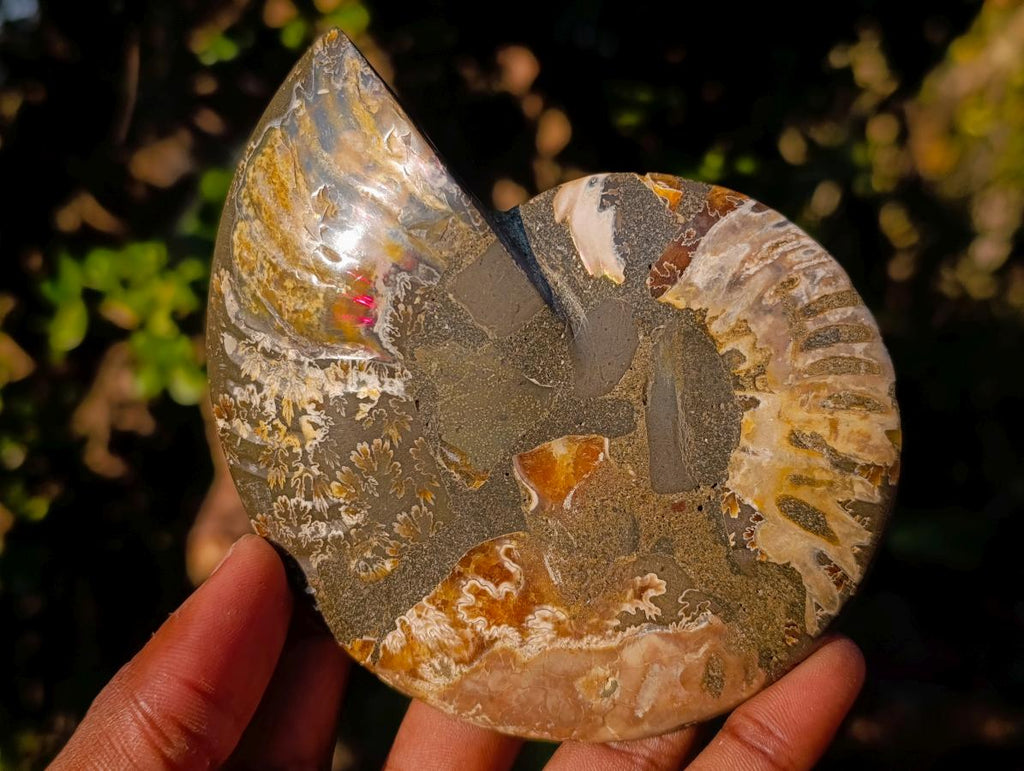 Polished Cleoniceras Ammonite Fossil Pairs with Pyrite x 3 pairs From Tulear, Madagascar - Toprock Gemstones and Minerals 