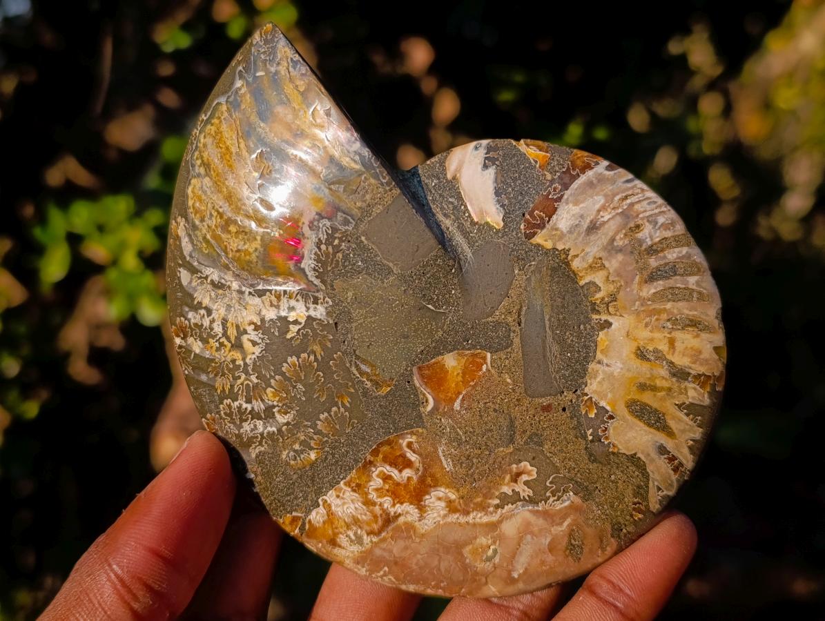 Polished Cleoniceras Ammonite Fossil Pairs with Pyrite x 3 pairs From Tulear, Madagascar - Toprock Gemstones and Minerals 