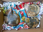 Polished Cleoniceras Ammonite Fossil Pairs with Pyrite x 3 pairs From Tulear, Madagascar
