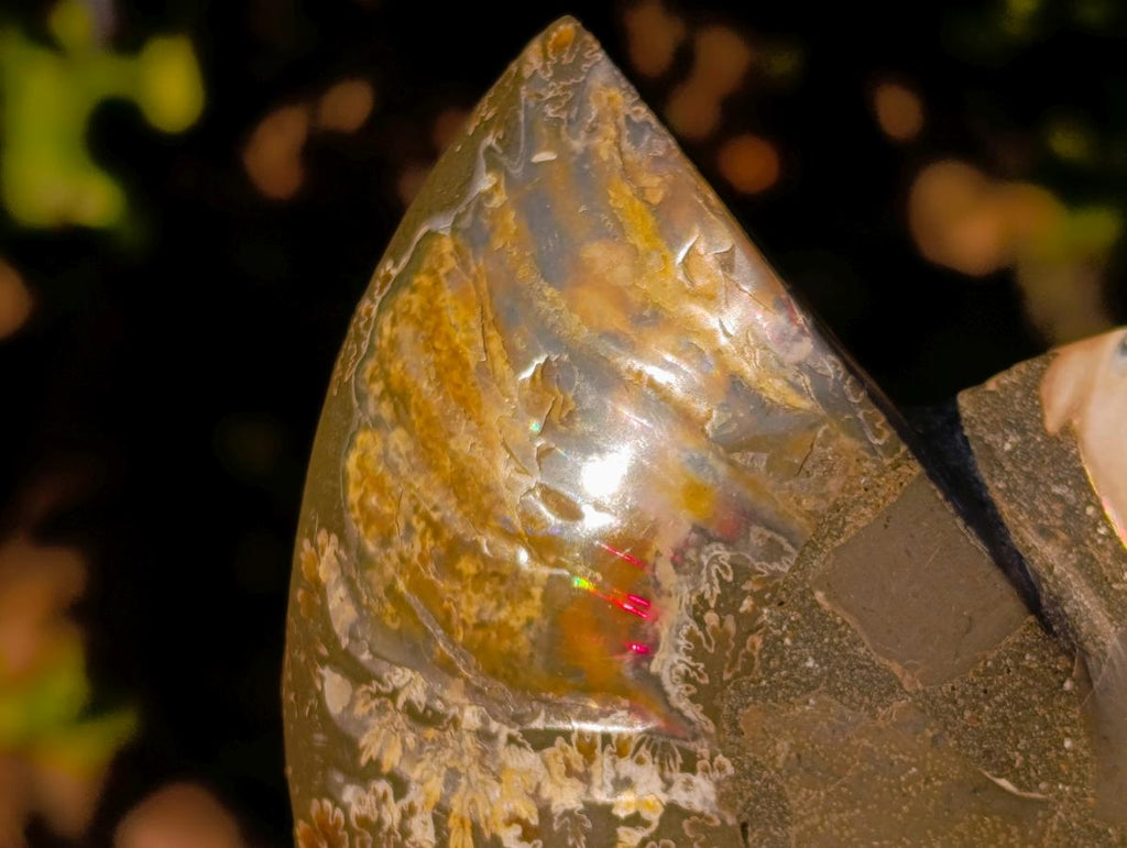 Polished Cleoniceras Ammonite Fossil Pairs with Pyrite x 3 pairs From Tulear, Madagascar - Toprock Gemstones and Minerals 