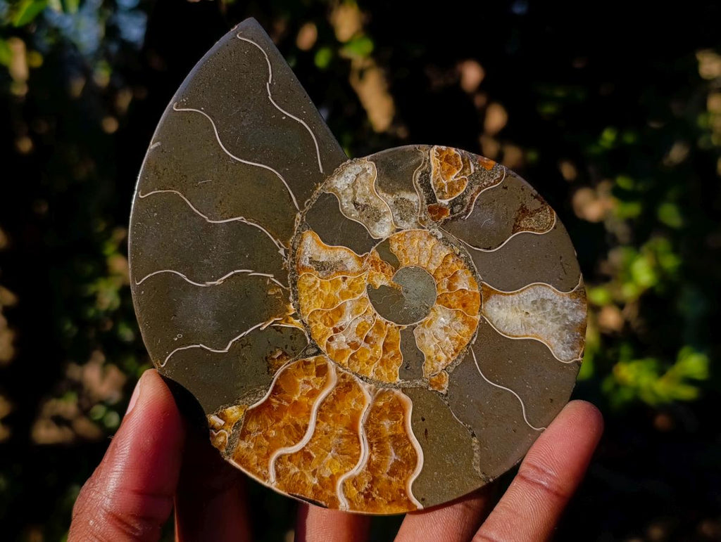 Polished Cleoniceras Ammonite Fossil Pairs with Pyrite x 3 pairs From Tulear, Madagascar - Toprock Gemstones and Minerals 