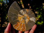 Polished Cleoniceras Ammonite Fossil Pairs with Pyrite x 3 pairs From Tulear, Madagascar - Toprock Gemstones and Minerals 