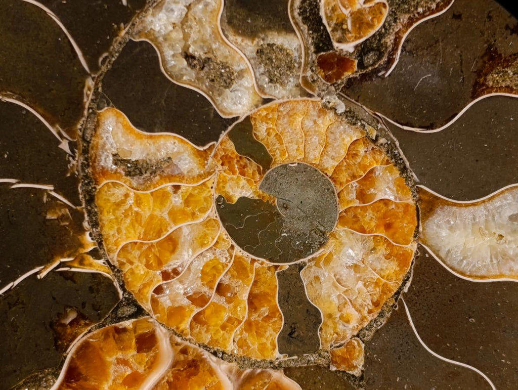 Polished Cleoniceras Ammonite Fossil Pairs with Pyrite x 3 pairs From Tulear, Madagascar - Toprock Gemstones and Minerals 