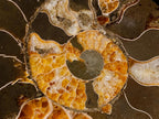 Polished Cleoniceras Ammonite Fossil Pairs with Pyrite x 3 pairs From Tulear, Madagascar - Toprock Gemstones and Minerals 