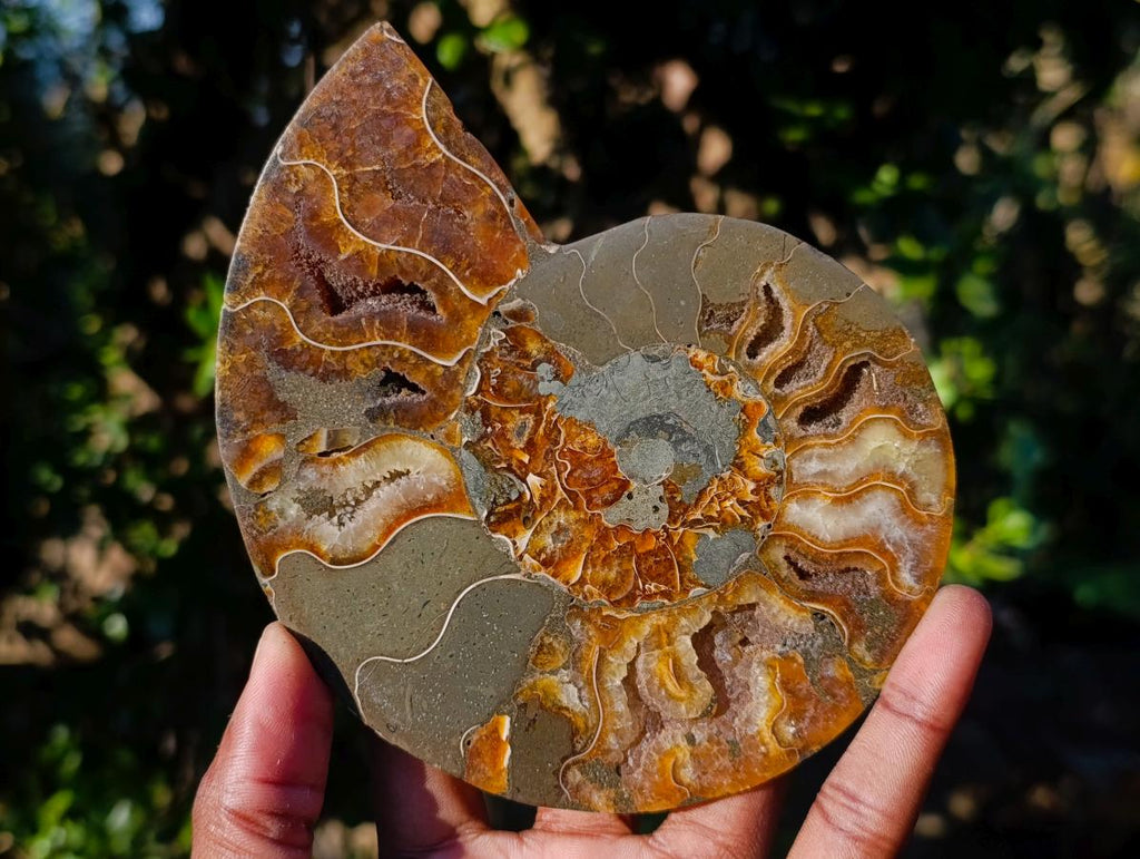 Polished Cleoniceras Ammonite Fossil Pairs with Pyrite x 3 pairs From Tulear, Madagascar - Toprock Gemstones and Minerals 