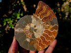 Polished Cleoniceras Ammonite Fossil Pairs with Pyrite x 3 pairs From Tulear, Madagascar - Toprock Gemstones and Minerals 