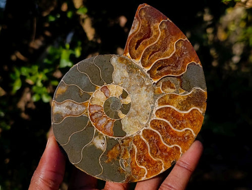 Polished Cleoniceras Ammonite Fossil Pairs with Pyrite x 3 pairs From Tulear, Madagascar - Toprock Gemstones and Minerals 