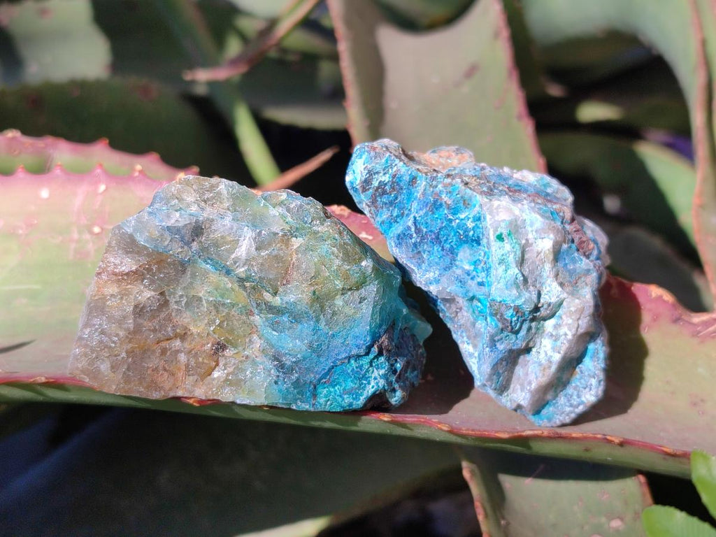 Natural Cobbed Shattuckite Specimens x 24 From Kaokoveld, Namibia - Toprock Gemstones and Minerals 