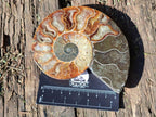 Polished Cleoniceras Ammonite Fossil Pairs x 3 pairs From Tulear, Madagascar - Toprock Gemstones and Minerals 