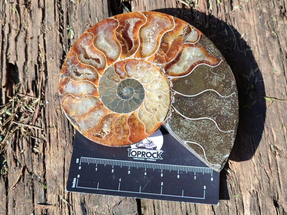 Polished Cleoniceras Ammonite Fossil Pairs x 3 pairs From Tulear, Madagascar - Toprock Gemstones and Minerals 
