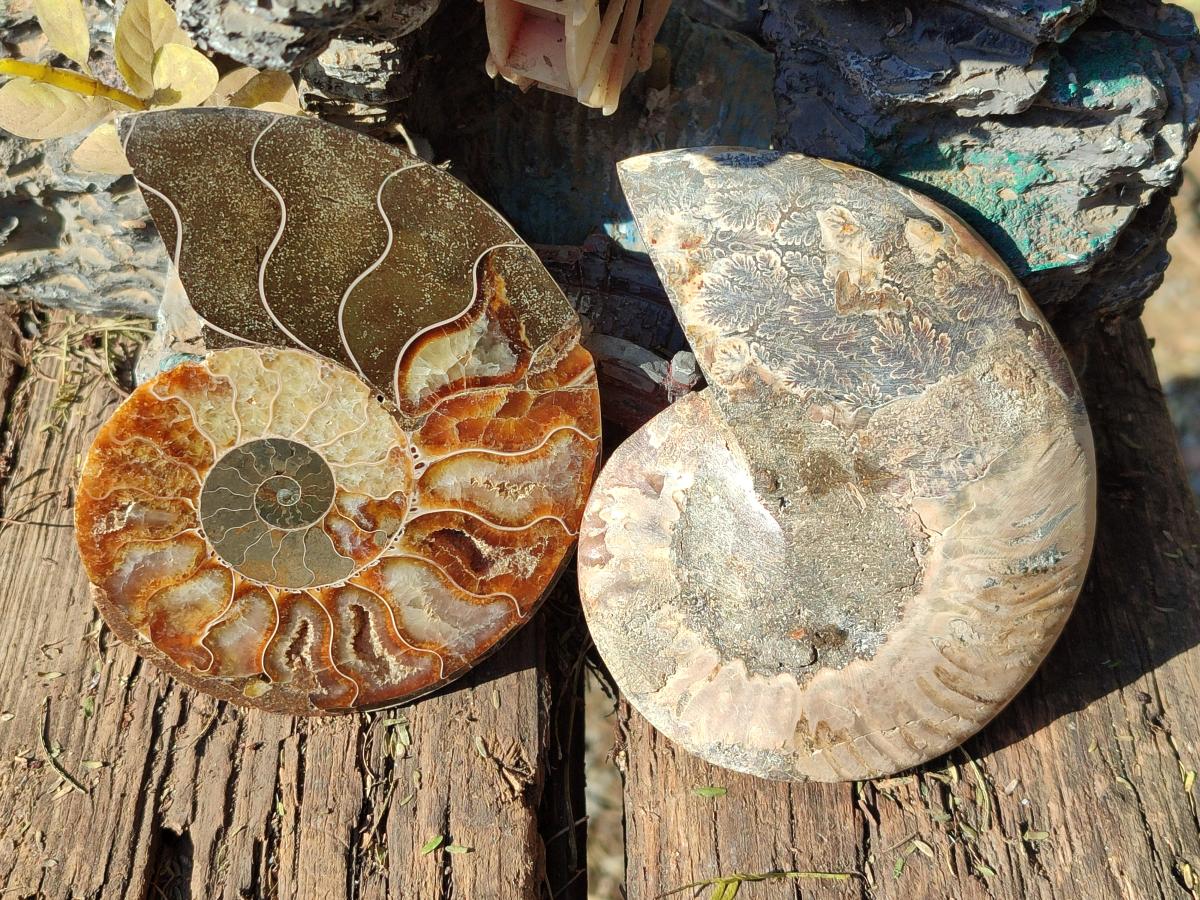 Polished Cleoniceras Ammonite Fossil Pairs x 3 pairs From Tulear, Madagascar - Toprock Gemstones and Minerals 