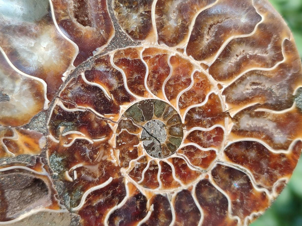 Polished Cleoniceras Ammonite Fossil Pairs x 3 pairs From Tulear, Madagascar - Toprock Gemstones and Minerals 