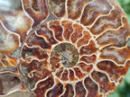 Polished Cleoniceras Ammonite Fossil Pairs x 3 pairs From Tulear, Madagascar - Toprock Gemstones and Minerals 
