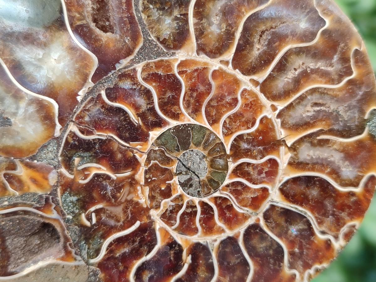Polished Cleoniceras Ammonite Fossil Pairs x 3 pairs From Tulear, Madagascar - Toprock Gemstones and Minerals 