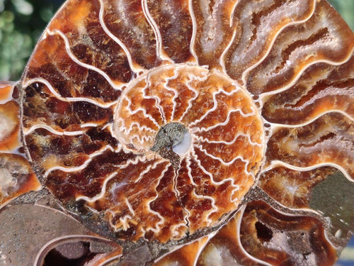 Polished Cleoniceras Ammonite Fossil Pairs x 3 pairs From Tulear, Madagascar - Toprock Gemstones and Minerals 