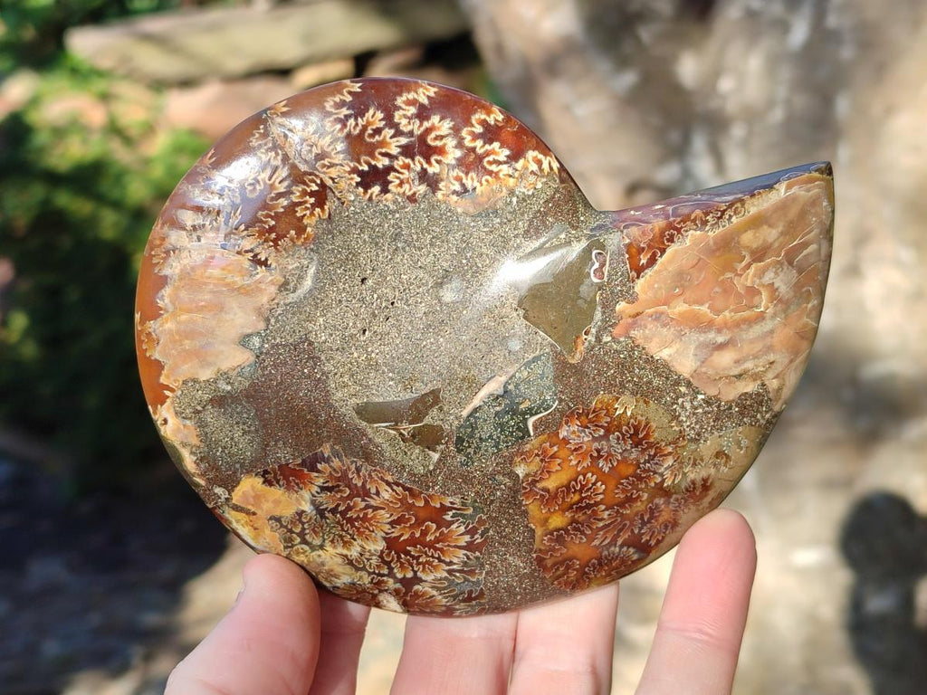 Polished Cleoniceras Ammonite Fossil Pairs x 3 pairs From Tulear, Madagascar - Toprock Gemstones and Minerals 