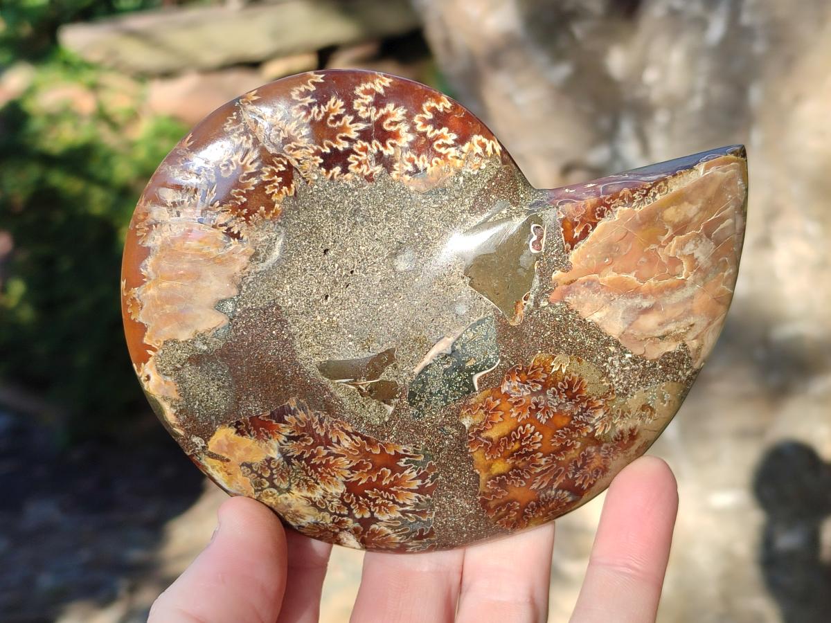Polished Cleoniceras Ammonite Fossil Pairs x 3 pairs From Tulear, Madagascar - Toprock Gemstones and Minerals 