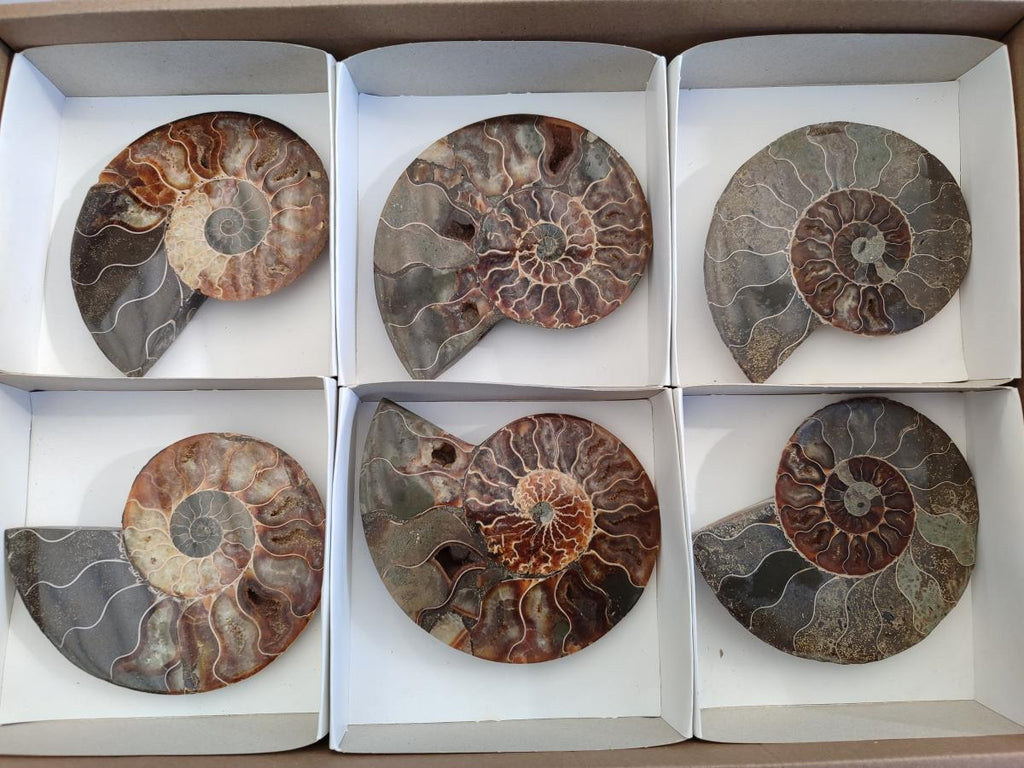Polished Cleoniceras Ammonite Fossil Pairs x 3 pairs From Tulear, Madagascar - Toprock Gemstones and Minerals 