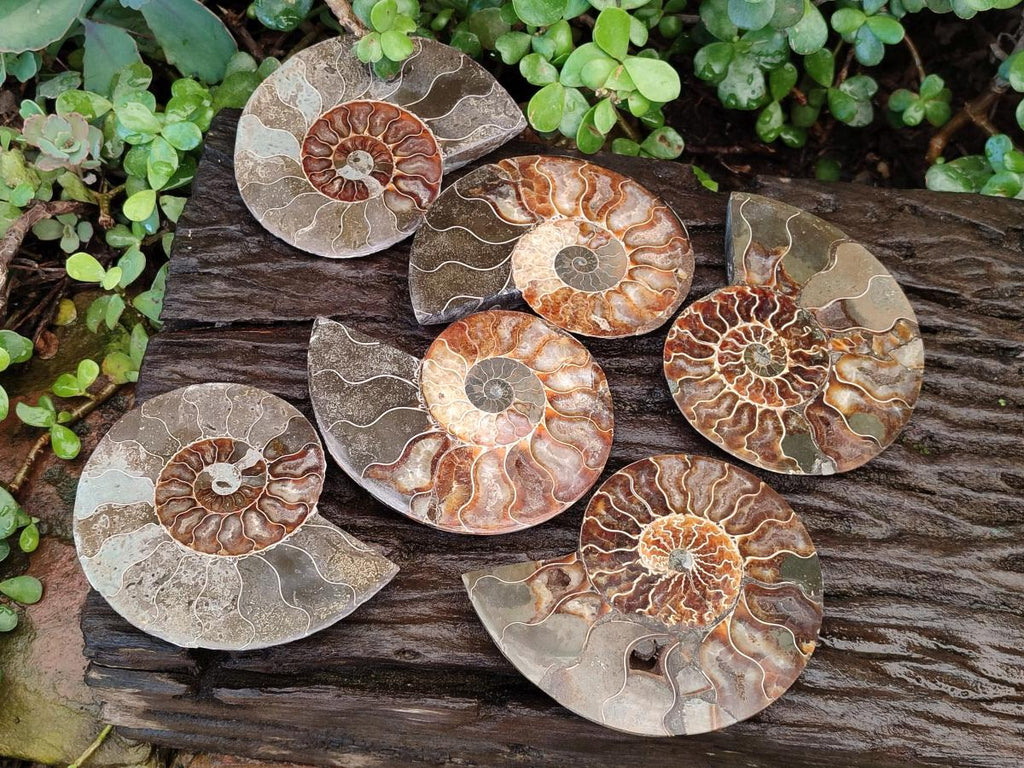 Polished Cleoniceras Ammonite Fossil Pairs x 3 pairs From Tulear, Madagascar - Toprock Gemstones and Minerals 