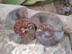 Polished Cleoniceras Ammonite Fossil Pairs x 3 pairs From Tulear, Madagascar - Toprock Gemstones and Minerals 