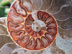 Polished Cleoniceras Ammonite Fossil Pairs x 3 pairs From Tulear, Madagascar - Toprock Gemstones and Minerals 