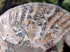 Polished Cleoniceras Ammonite Fossil Pairs x 3 pairs From Tulear, Madagascar - Toprock Gemstones and Minerals 