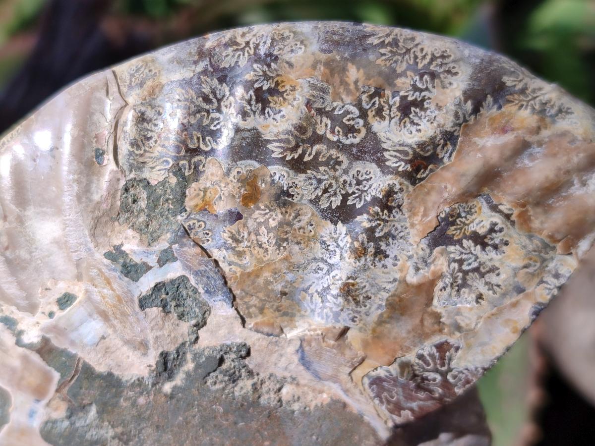 Polished Cleoniceras Ammonite Fossil Pairs x 3 pairs From Tulear, Madagascar - Toprock Gemstones and Minerals 